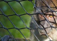 De kleine van de de Draadkabel van het Vogelmetaal Netto Kabel van Mesh Monkey Enclosure Ss Zoo Netto Schermende Flexibele