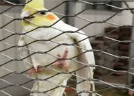 Bescherming 20MM van het papegaaitentoongestelde voorwerp de Kabelnetwerk van de Roestvrij staaldraad